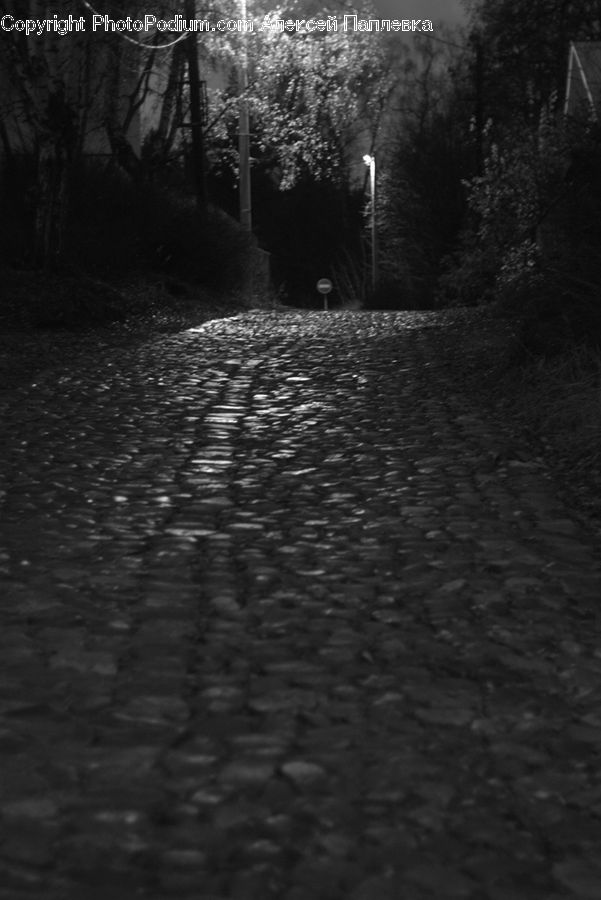 Forest, Vegetation, Cobblestone, Pavement, Walkway, Fir, Redwood