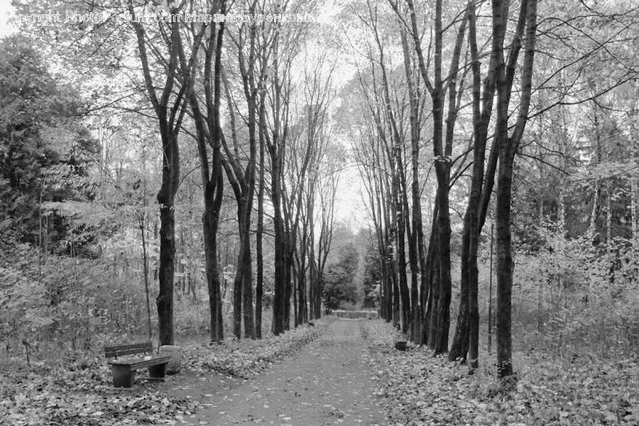 Forest, Grove, Land, Vegetation, Path, Trail, Birch