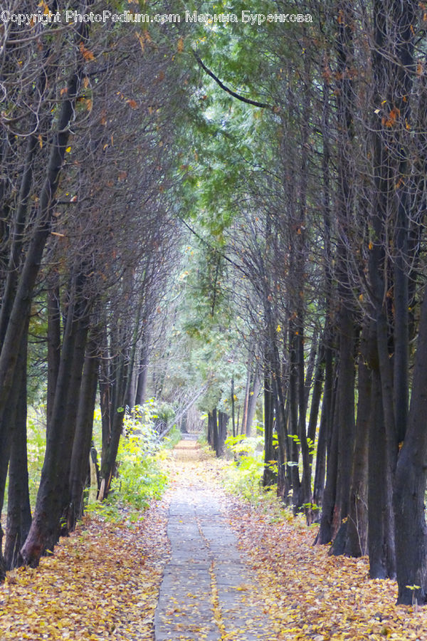 Path, Road, Walkway, Dirt Road, Gravel, Park, Birch