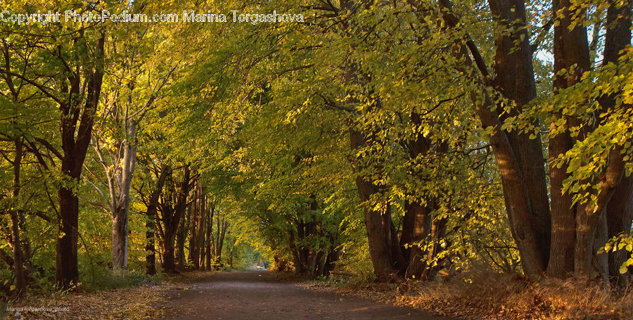 Dirt Road, Gravel, Road, Forest, Vegetation, Oak, Tree