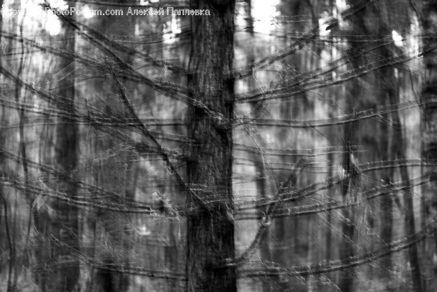 Forest, Vegetation, Plant, Tree