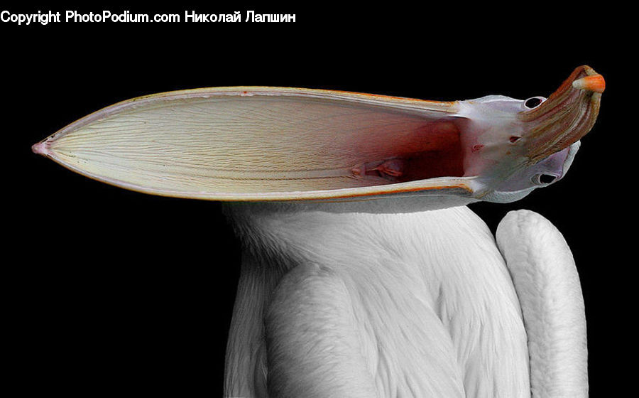 Beak, Bird, Blossom, Flora, Flower, Plant, Petal