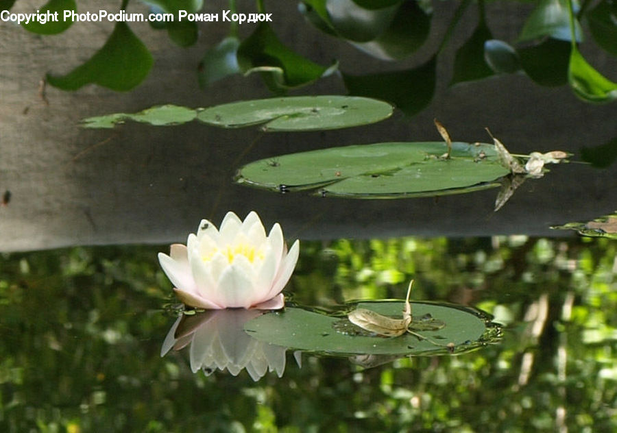 Flower, Lily, Plant, Pond Lily, Algae, Water, Blossom