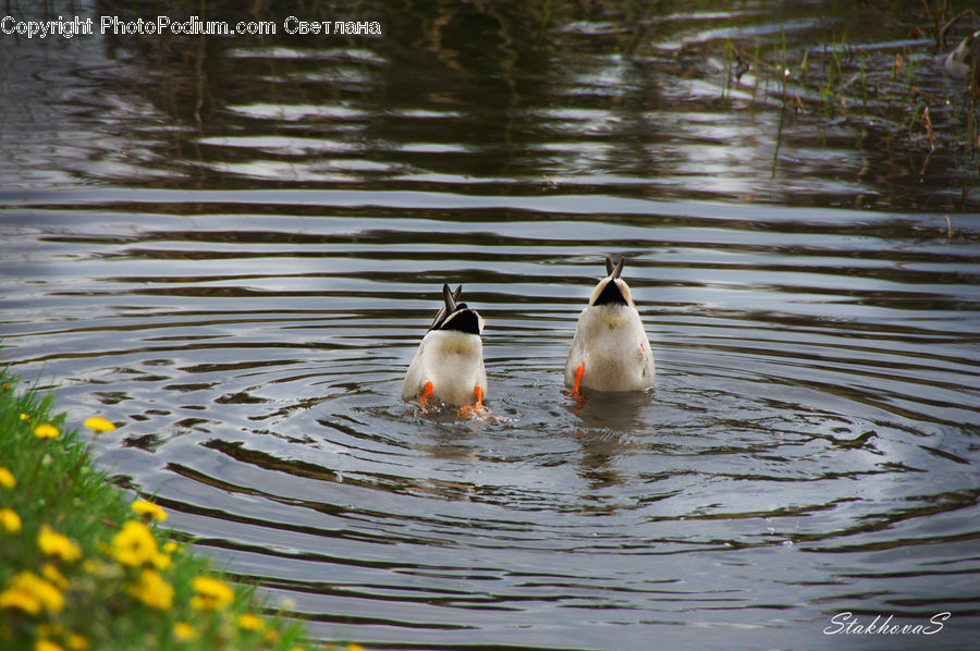 Outdoors, Ripple, Water, Bird, Duck, Teal, Waterfowl