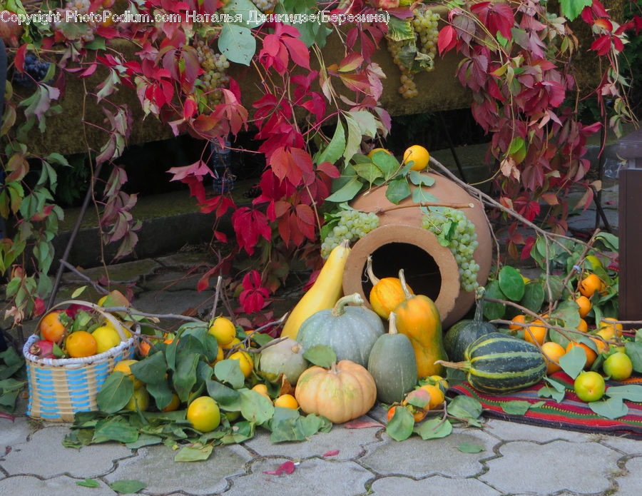 Plant, Potted Plant, Citrus Fruit, Fruit, Grapefruit, Market, Produce