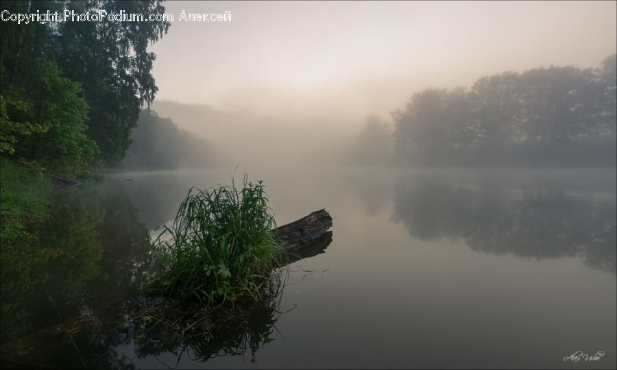 Dill, Plant, Algae, Grass, Reed, Fog, Mist