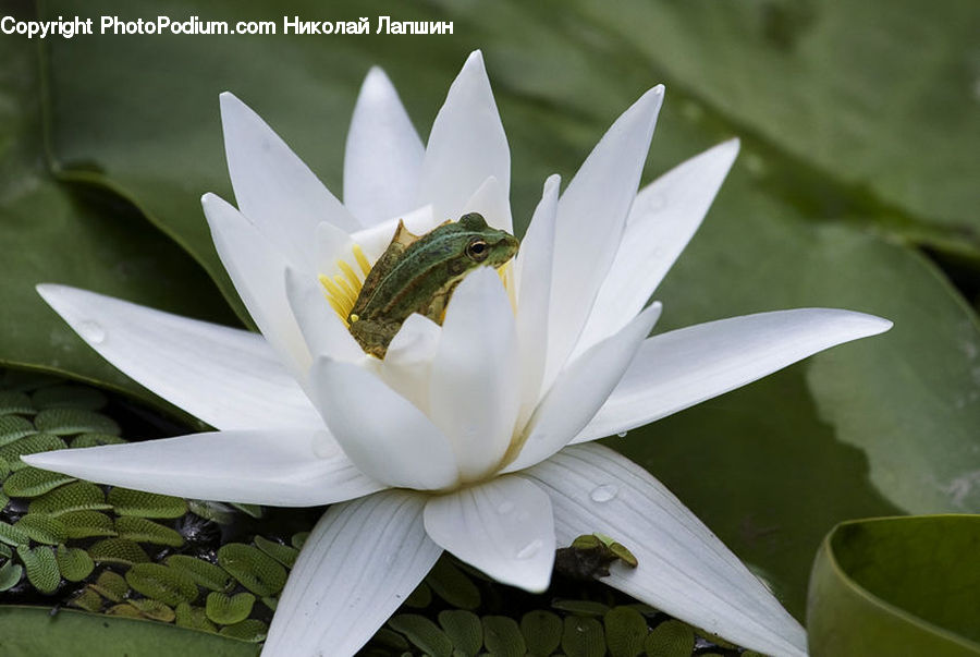 Flower, Lily, Plant, Pond Lily, Amphibian, Frog, Wildlife