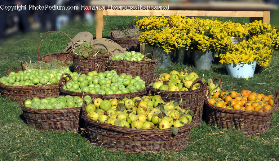 Apple, Fruit, Citrus Fruit, Grapefruit, Pumpkin, Squash, Vegetable