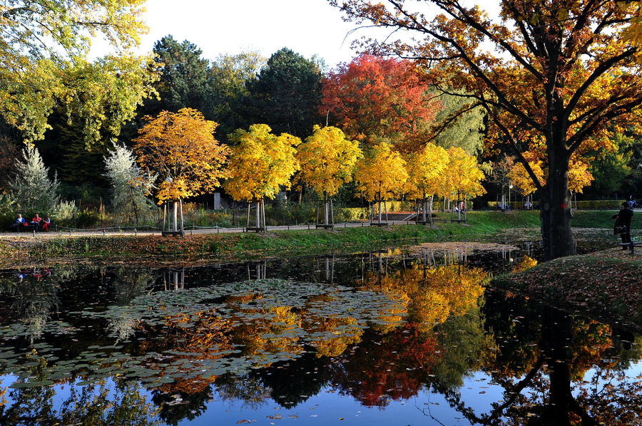 Outdoors, Pond, Water, Plant, Tree, Blossom, Flora