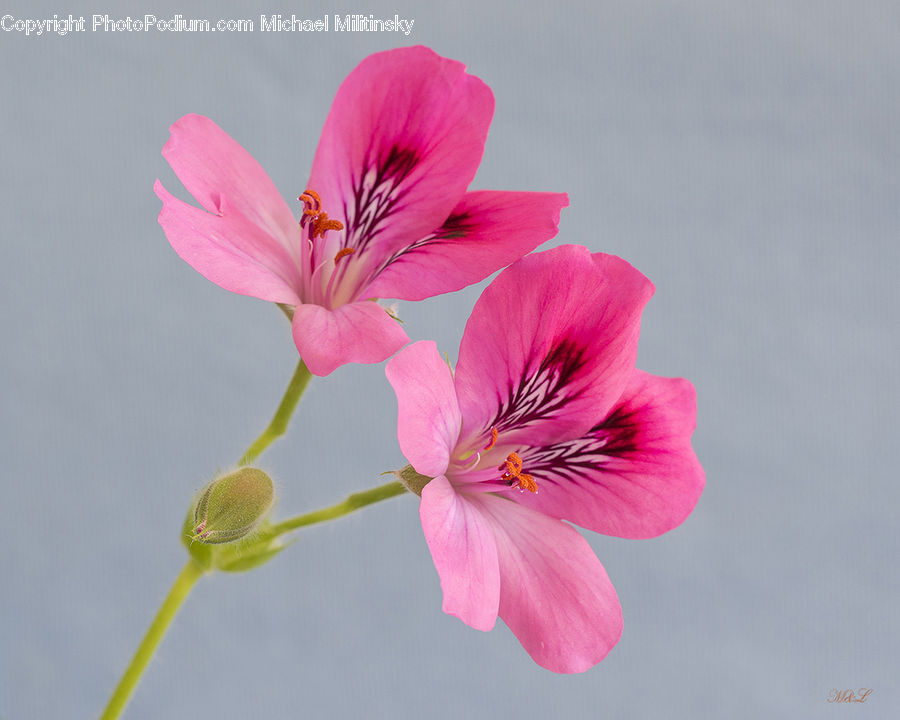 Blossom, Flora, Flower, Geranium, Plant, Cosmos, Aphid