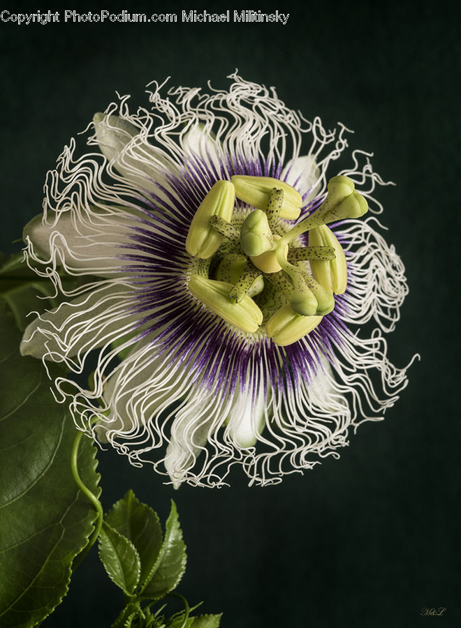 Flora, Pollen, Flower, Flower Arrangement, Flower Bouquet, Blossom, Plant