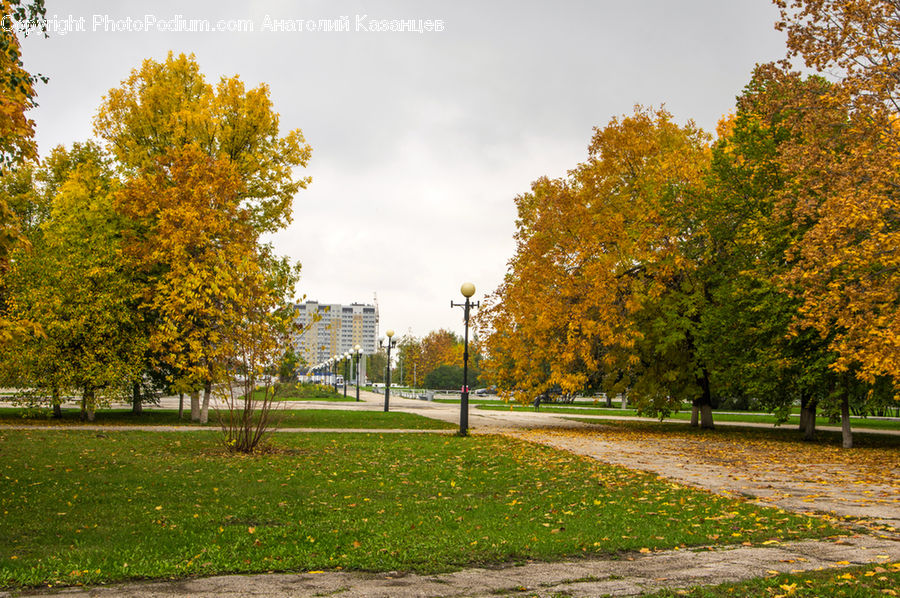 Park, Campus, Plant, Tree, Dirt Road, Gravel, Road