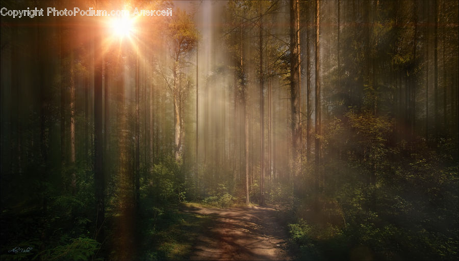 Forest, Vegetation, Fir, Redwood, Tree, Wood, Jungle