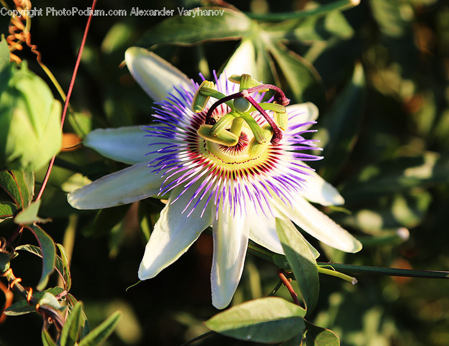 Blossom, Flora, Flower, Plant, Bud, Amphibian, Frog