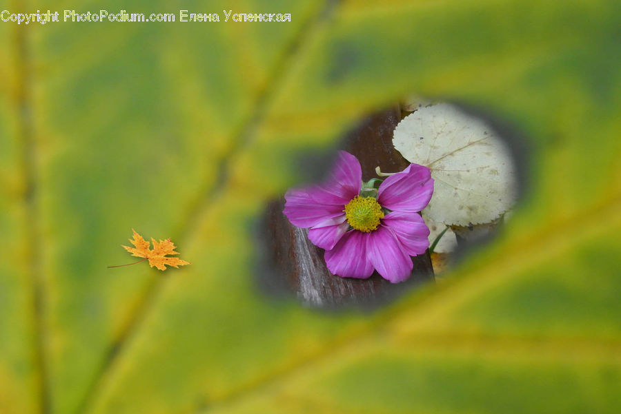 Blossom, Flora, Flower, Geranium, Plant, Violet, Cosmos