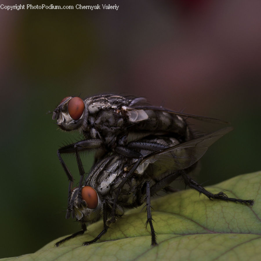 Fly, Invertebrate, Asilidae, Insect, Arachnid, Garden Spider, Spider