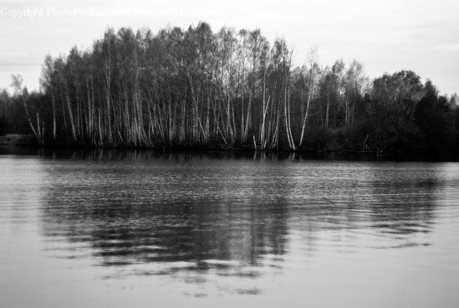 Land, Marsh, Outdoors, Swamp, Water, Pond, Grass