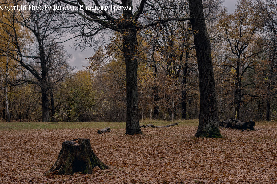 Tree Stump, Dirt Road, Gravel, Road, Plant, Tree, Forest