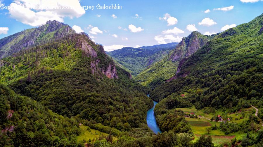 Forest, Jungle, Rainforest, Vegetation, Countryside, Outdoors, Crest