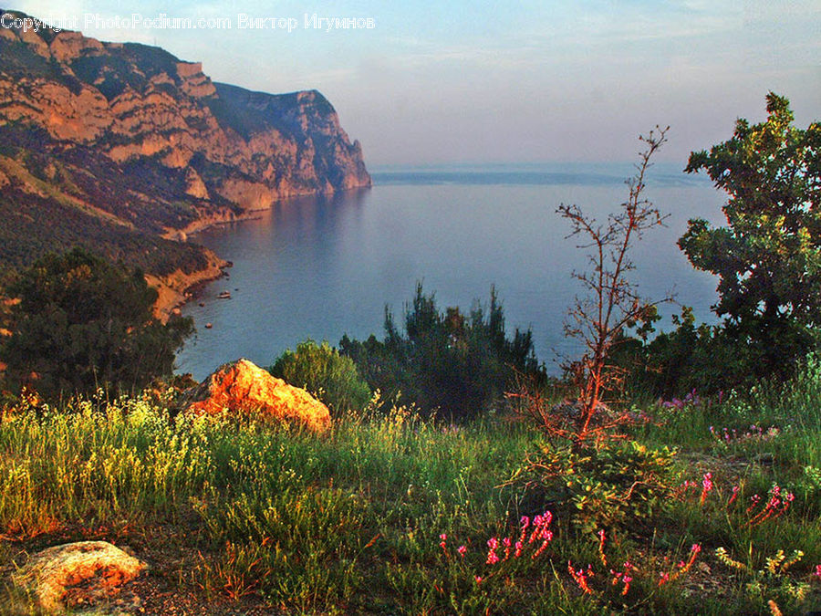 Blossom, Flora, Flower, Plant, Vegetation, Garden, Landscape
