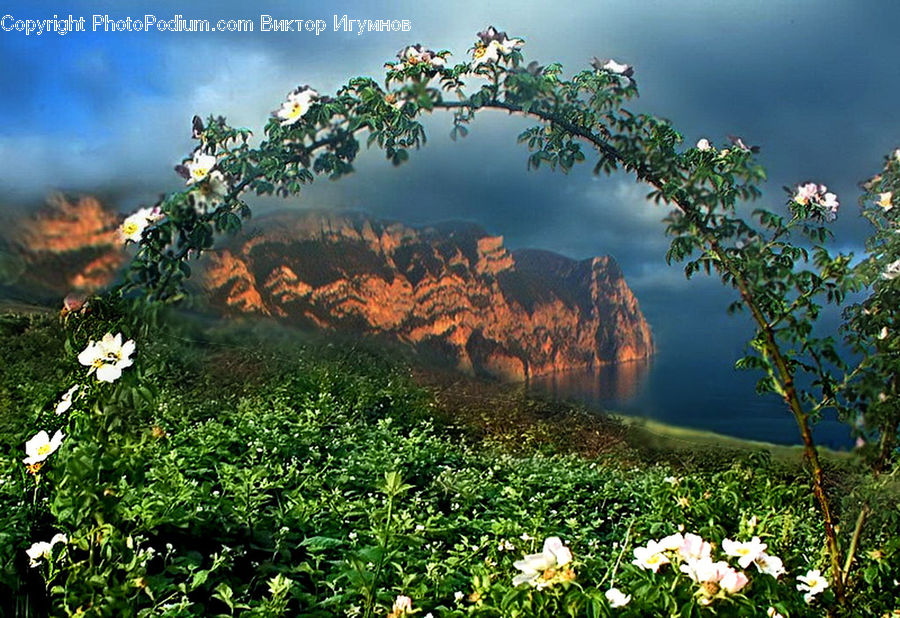 Bush, Plant, Vegetation, Blossom, Flora, Flower, Tree