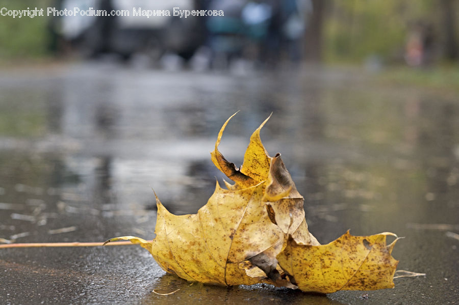 Maple, Maple Leaf, Plant, Butterfly, Insect, Invertebrate, Moth
