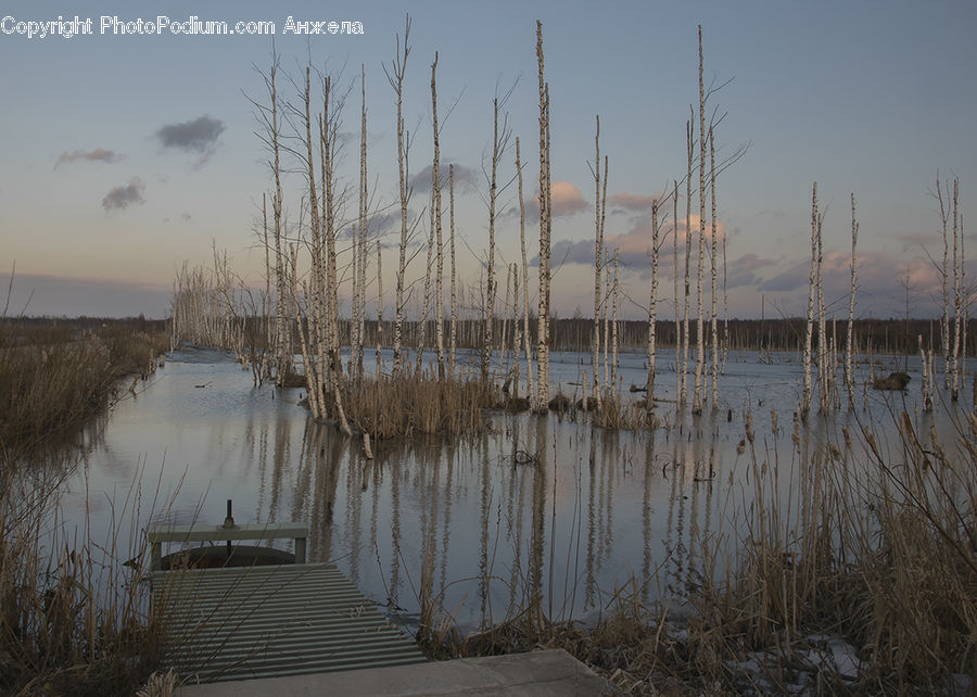 Birch, Tree, Wood, Grass, Plant, Reed, Dock
