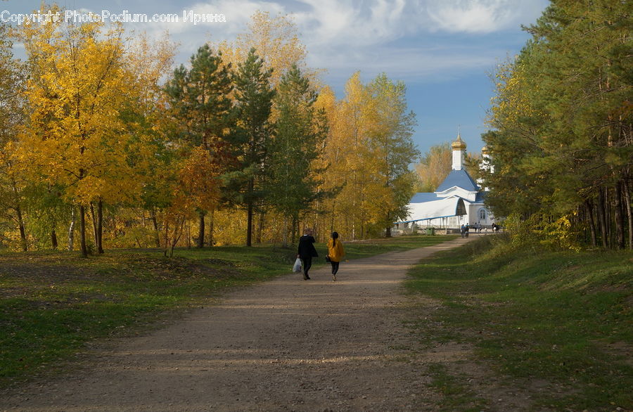 Dirt Road, Gravel, Road, Path, Walkway, Campus, Conifer