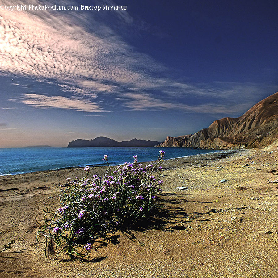 Beach, Coast, Outdoors, Sea, Water, Soil, Flower