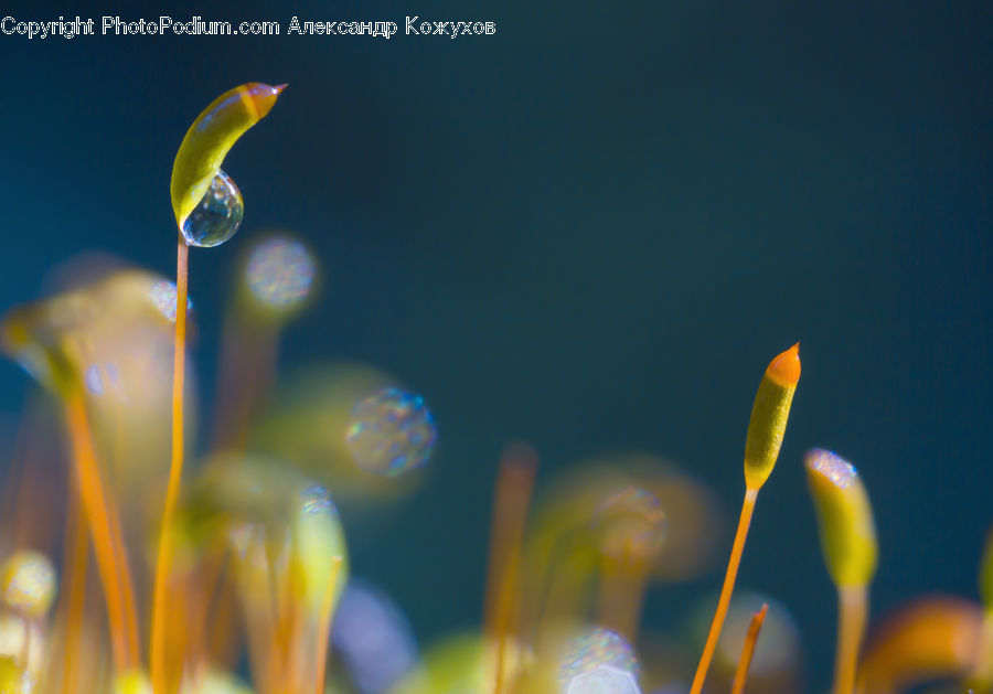 Plant, Sprout, Moss, Blossom, Crocus, Flora, Flower