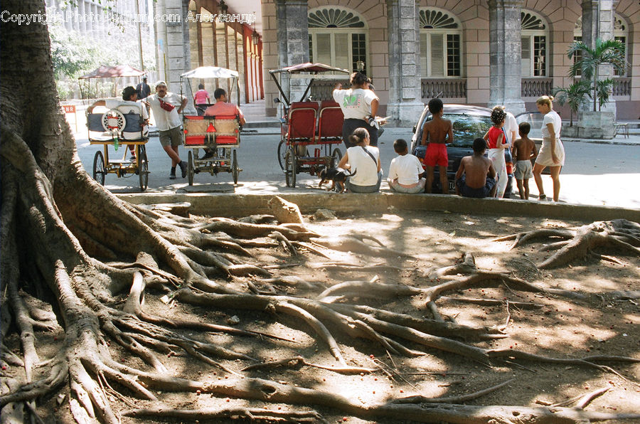Fish, Herring, Sardine, Sea Life, Bench, Person, Tourist