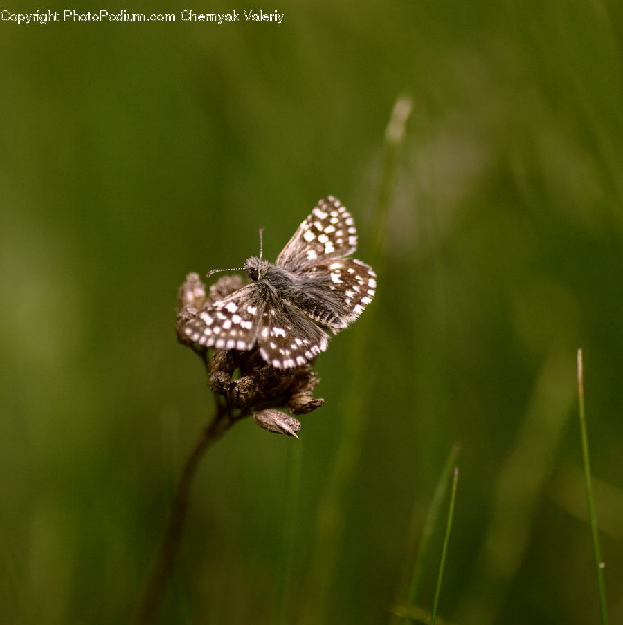 Butterfly, Insect, Invertebrate, Asteraceae, Blossom, Flora, Flower