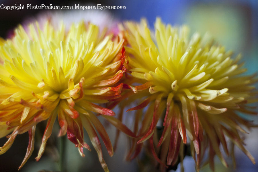 Blossom, Dahlia, Flora, Flower, Plant, Dandelion, Asteraceae