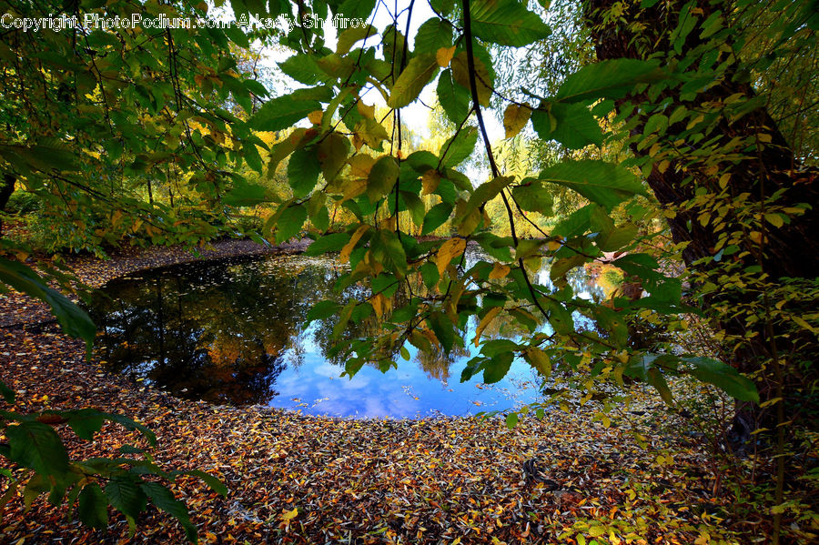 Forest, Jungle, Outdoors, Pond, Water, Rainforest, Vegetation