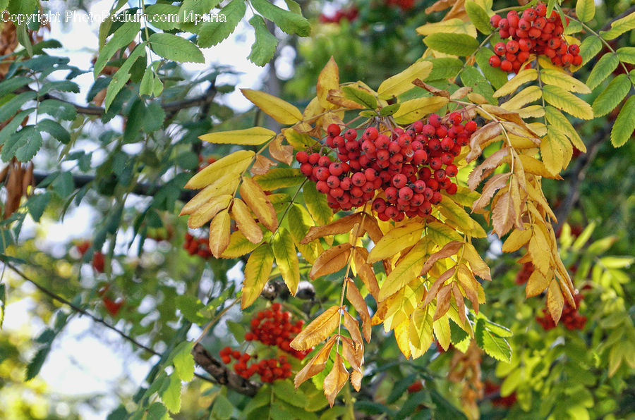 Plant, Fruit, Blossom, Flora, Flower, Bush, Vegetation