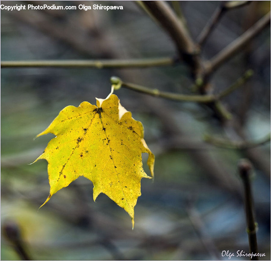 Maple, Maple Leaf, Plant, Veins, Birch, Tree, Wood