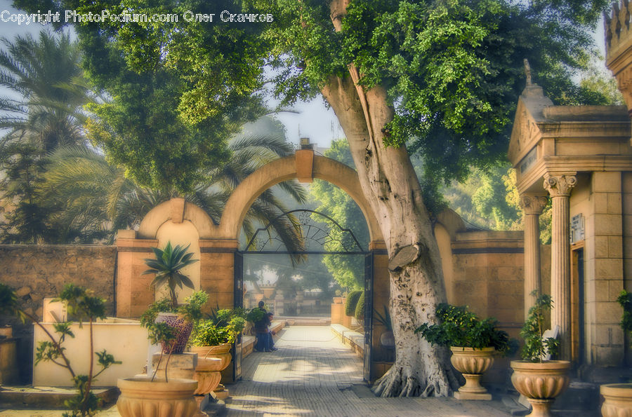 Plant, Potted Plant, Bonsai, Tree, Planter, Pot, Pottery