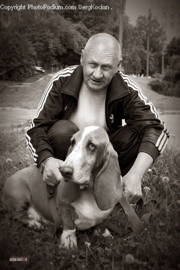 Animal, Beagle, Canine, Dog, Hound, Mammal, Pet