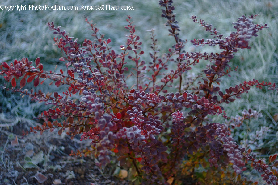 Bush, Plant, Vegetation, Blossom, Flora, Flower, Conifer