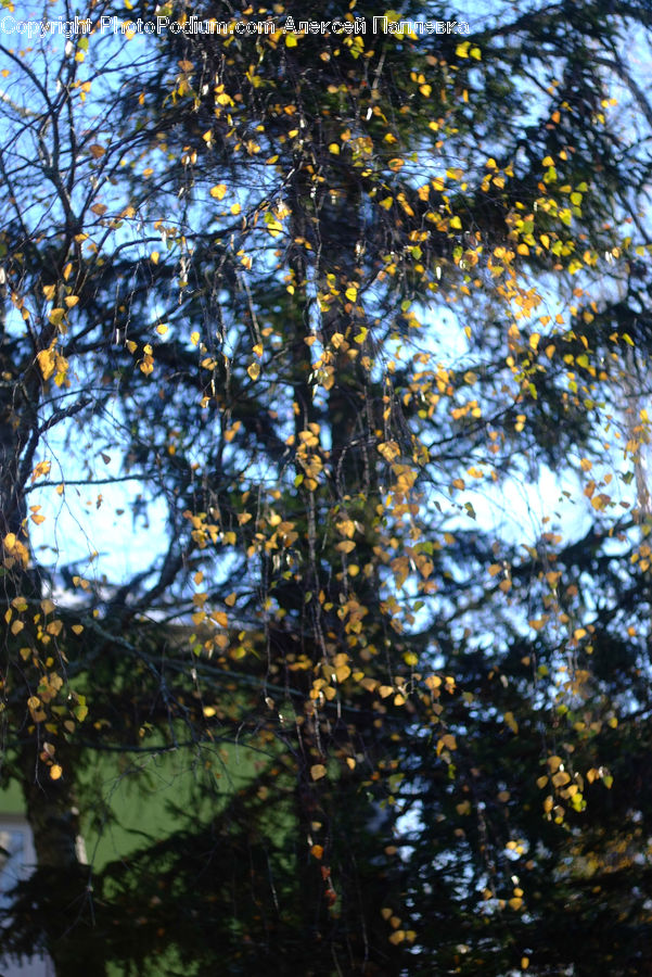 Flower, Lily, Plant, Pond Lily, Conifer, Fir, Tree