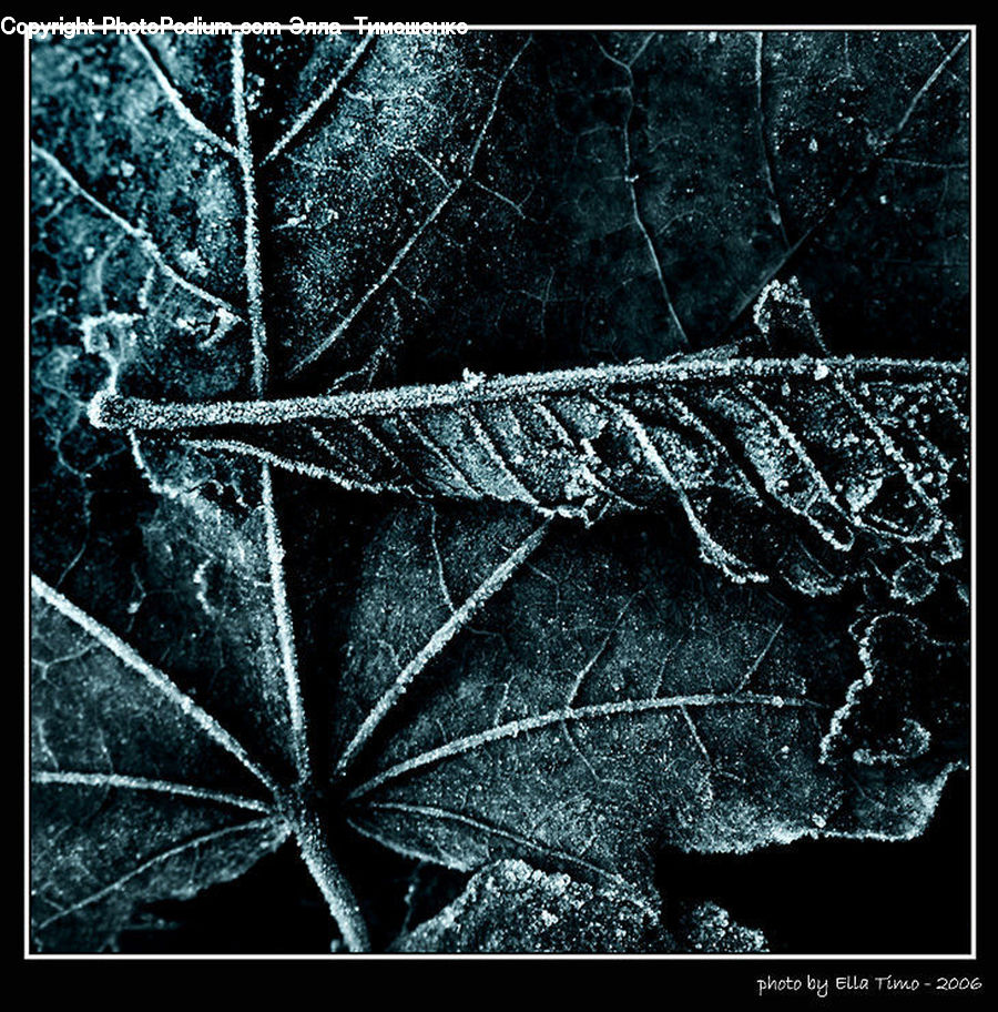 Frost, Ice, Outdoors, Snow, Art, Modern Art, Blossom