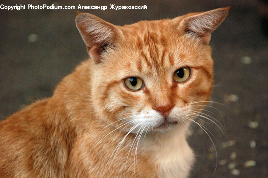Animal, Cat, Mammal, Manx, Pet, Abyssinian