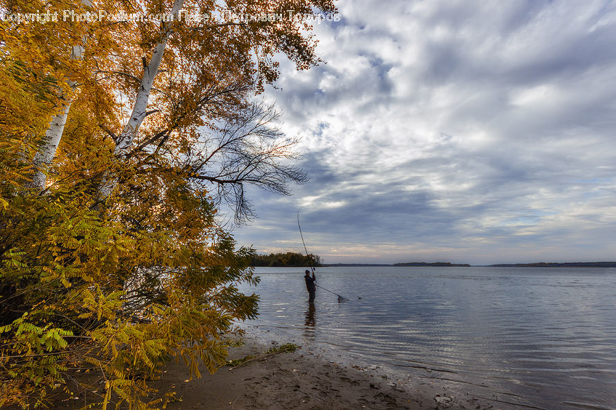 Conifer, Fir, Plant, Tree, Lake, Outdoors, Water