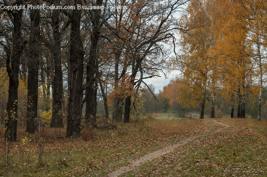 Dirt Road, Gravel, Road, Forest, Grove, Land, Birch
