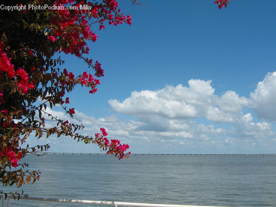 Blossom, Flora, Flower, Plant, Geranium, Outdoors, Sea