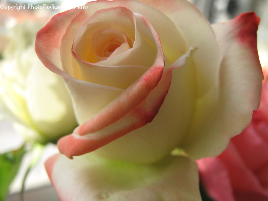 Blossom, Flower, Plant, Rose, Flower Arrangement, Flower Bouquet, Flora