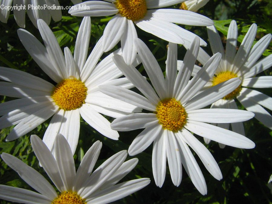 Daisies, Daisy, Flower, Plant, Blossom, Flora, Asteraceae
