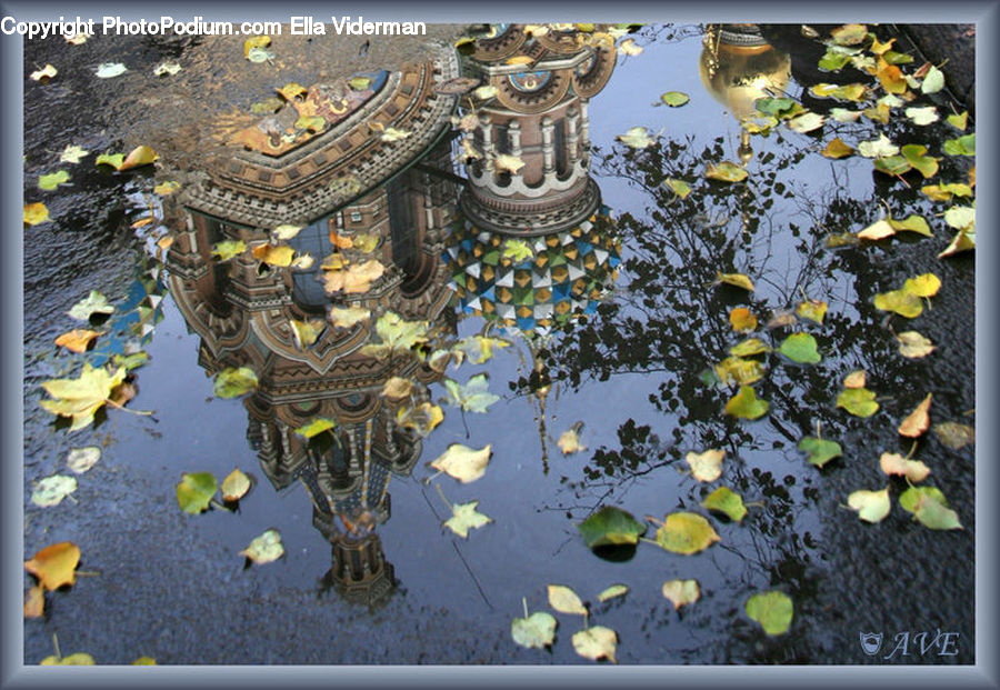 Flower, Lily, Plant, Pond Lily, Game, Jigsaw Puzzle, Outdoors