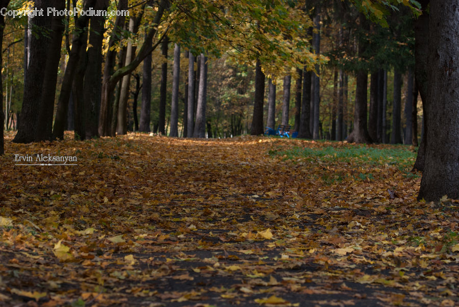 Forest, Vegetation, Grove, Land, Dirt Road, Gravel, Road