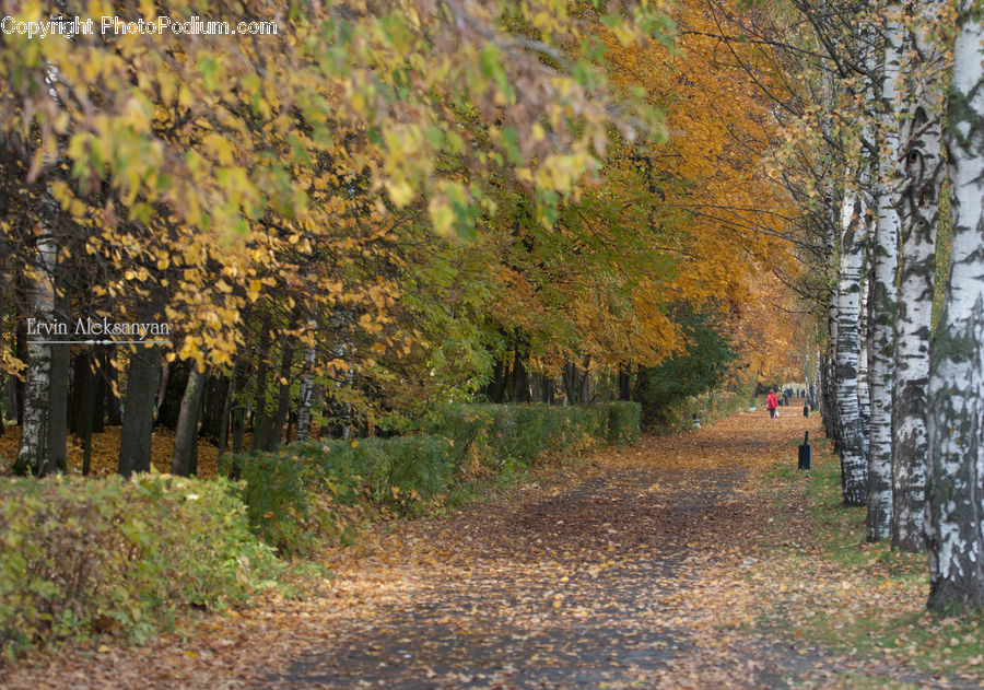 Dirt Road, Gravel, Road, Landscape, Nature, Scenery, Path